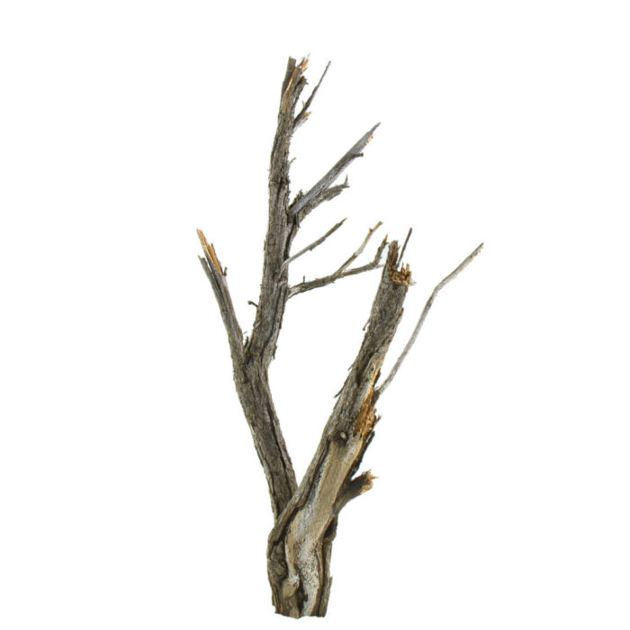 Sagebrush Armatures - Diseased